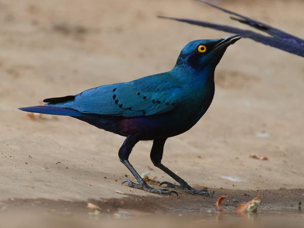 <h3><a href="/trips/gambia/biota/animalia/chordata/aves/040 passeriformes/105 sturnidae/lamprotornis purpureus/lamprotornis purpureus-nl.html">Lamprotornis&nbsp;purpureus</a> / Purple&nbsp;starling / Purperglansspreeuw</h3>OM-1 Mark II met OLYMPUS M.150-400mm F4.5, 1/2000 sec  bij F4.5, ISO 2000, afstand 6.35&nbsp;m